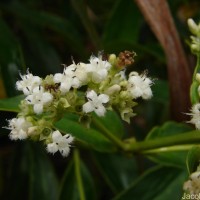 Hedyotis fruticosa L.